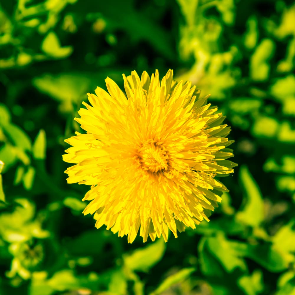 Dandelion