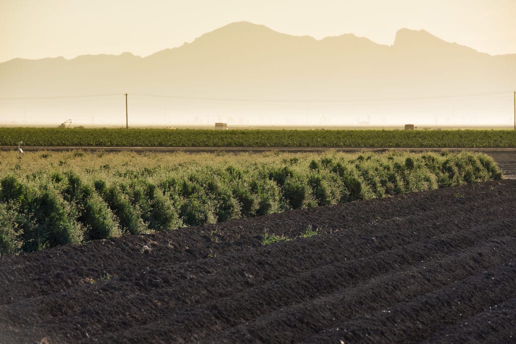 Guayule