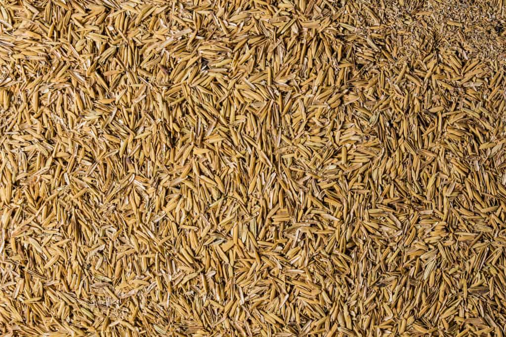 Rice Husks