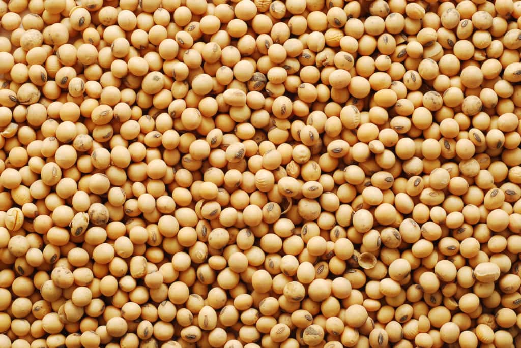 Soybean